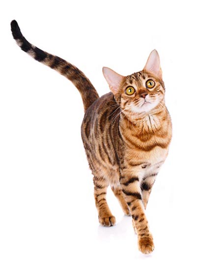 Cat 1