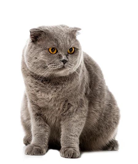Cat 3